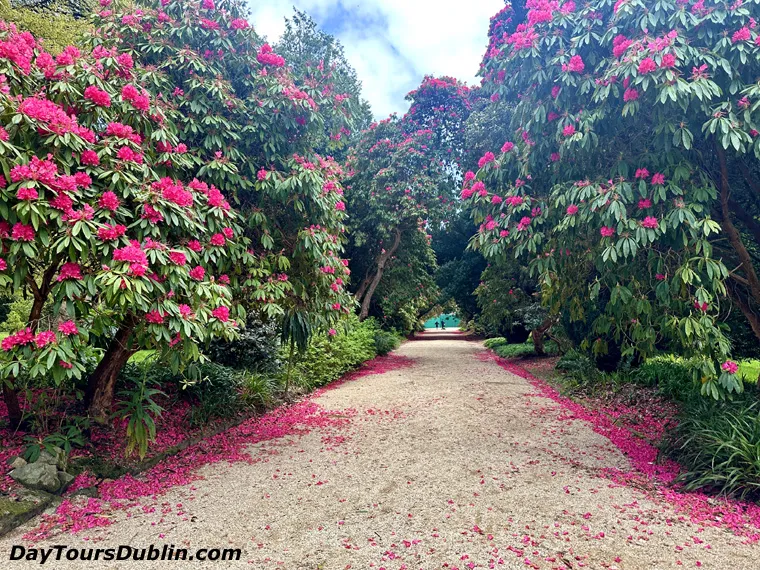 Pink rhododendrons in full bloom lining a gravel path at Kilmacurragh, with fallen petals along the edges